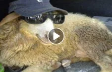 ویدیو/ کشتی با گوسفند!
