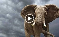 ویدیو/ مرگ دردناک هفت فیل به دلیل برق گرفتگی