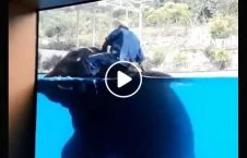 ویدیو/ نمایش دردناک فیل در آب