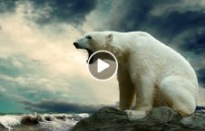 ویدیو/ کشته شدن یک خرس قطبی توسط پولیس روسی