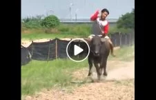 ویدیو/ مسابقه گاومیش سواری در تایلند!
