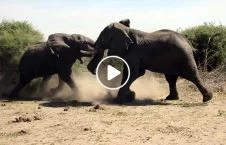 ویدیو/ تصاویری از جنگ دو فیل عظیم الجثه