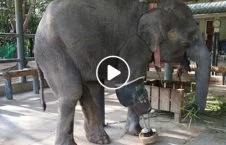 ویدیو/ فیل ها هم صاحب شفاخانه شدند!