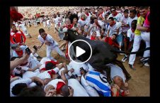 ویدیو احترام گاو انسان بالاتر 226x145 - ویدیو/ جایی که احترام گاو از انسان بالاتر است!