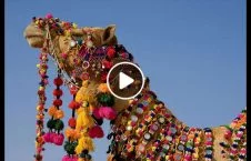 ویدیو/ جشنواره انتخاب ملکه زیبایی شترها در چین