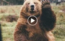 ویدیو/ دزدی عجیب خرس از اداره پولیس!