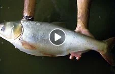 ویدیو/ لحظه عجیب زنده شدن ماهی یخ زده!