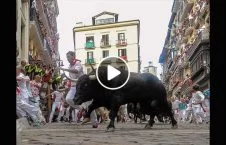 ویدیو/ حمله گاو خشمگین به مردم