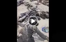 ویدیو/ اجساد طالبان پاکستانی کشته شده توسط قول اردوی ۲۰۹ شاهین