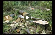 ویدیو قطع غیر قانونی جنگل‌ کنر 226x145 - ویدیو/ قطع غیر قانونی جنگل‌ها در ولایت کنر