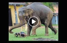 ویدیو/ مرگ دردناک مرد جوان توسط فیل خشمگین