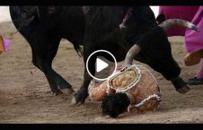 ویدیو مرگ گاوباز جوان مکزیک 226x145 - ویدیو/ مرگ گاوباز جوان در مکزیک