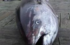 تصاویر/ بزرگترین ماهی دنیا به تور افتاد!