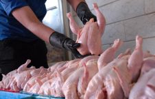 افغانستان واردات مرغ ایرانی و سایر محصولات مرتبط با آن را ممنوع کرد