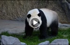 ویدیو/ وقوع اتفاقی ترسناک در باغ وحش چین