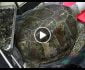 ویدیو/ استخراج صد سکه از بطن سنگ پشت