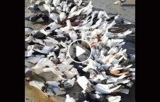 ویدیو/ اقدامی عجیب برای شکار کبوترها