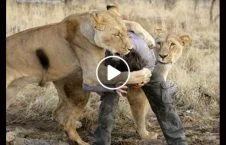 ویدیو/ حمله شیرها به دو مرد