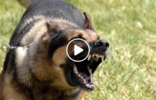 ویدیو/ حمله وحشیانه سگ های ولگرد به یک زن جوان