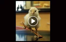 ویدیو/ دنیای شگفت انگیز حیوانات
