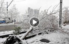 ویدیو/ سقوط یک درخت برفی روی یک جوان