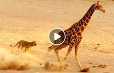 ویدیو/ شکاری که شیر ماده را شکست داد