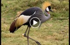 ویدیو/ صداهایی جالب از پرنده گانی زیبا