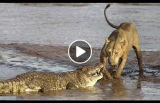 ویدیو فرار شیر مرگ حتمی 226x145 - ویدیو/ فرار شیر از مرگ حتمی