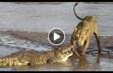 ویدیو/ فرار شیر از مرگ حتمی