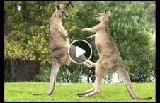 ویدیو/ نبرد جالب کنگروها در آسترالیا