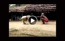 ویدیو نبرد عجیب پیرمرد هندو گوسفند 226x145 - ویدیو/ نبرد عجیب پیرمرد هندو با یک گوسفند