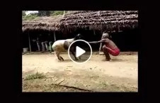 ویدیو/ نبرد عجیب پیرمرد هندو با یک گوسفند