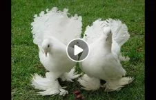 ویدیو/ برگزاری نمایشگاهی از زیباترین کبوترها در قاهره