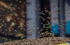 تصویر/ هجوم هزاران زنبور به یک موتر در چین