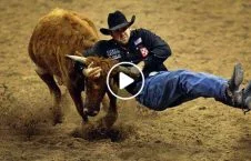 ویدیو/ نبردی مرگبار با گاو وحشی