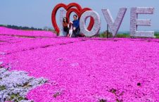 تصاویر/ جشن گل‌ها در چین