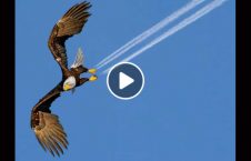 ویدیو برخورد عقاب طیاره آسمان 226x145 - ویدیو/ برخورد شدید عقاب با طیاره در آسمان