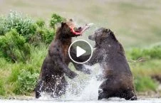 ویدیو/ خرس های شکارچی به جان هم افتادند