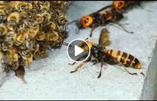 ویدیو/ دیوار دفاعی زنبورهای عسل در برابر حمله دشمن