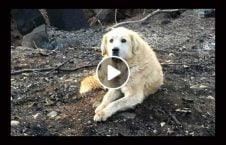 ویدیو سگ جنازه صاحب رها 226x145 - ویدیو/ سگی که جنازه صاحبش را رها نکرد