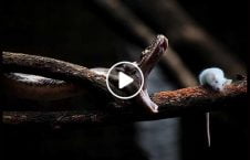 ویدیو/ حرکت شگفت انگیز موش برای نجات از حمله مار