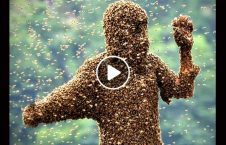 ویدیو/ مردی که زنبور می خورد!