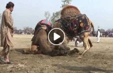 ویدیو/ مسابقه جذاب شترها در پاکستان