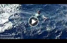 ویدیو پتلون جادو غرق بحر نجات.mp4 226x145 - ویدیو/ پتلون جادویی صاحبش را از غرق شدن در بحر نجات داد