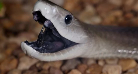 کشف یک مار عجیب الخلقه در آسترالیا + عکس