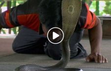 ویدیو/ بازی مرگبار یک جوان هندی با مار