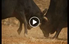 ویدیو/ خسارت دیدن یک موتر براثر درگیری دو گاو در هند!