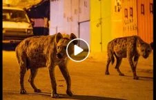 ویدیو/ رابطه عاطفی حیوانات وحشی با انسان ها