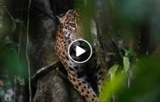 ویدیو/ حرکت عجیب پلنگ برای پنهان کردن شکار