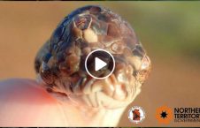 ویدیو/ کشف مار عجیب الخلقه در آسترالیا